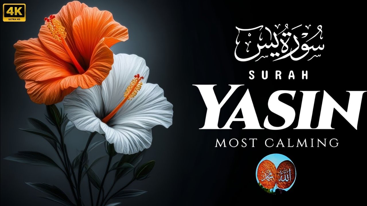 Mo'st Calming ✨ Quran Recitation of surah Al-Yasin with Beautiful voice 