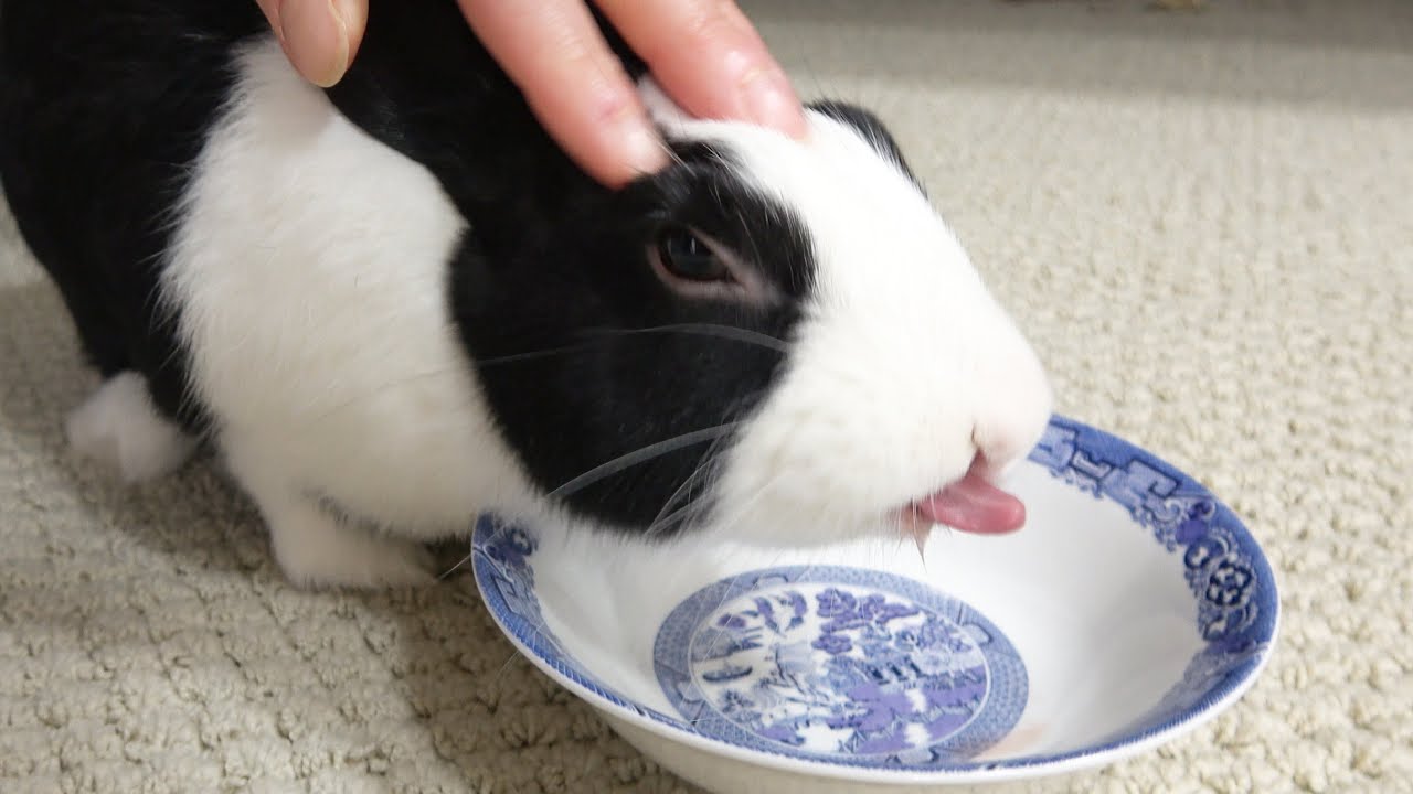 Rabbit learning to lick!