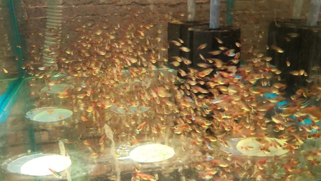 Обзор фермы аквариумных рыб. Корректировка рыбного плана. Новые инкубаторы для Артемии