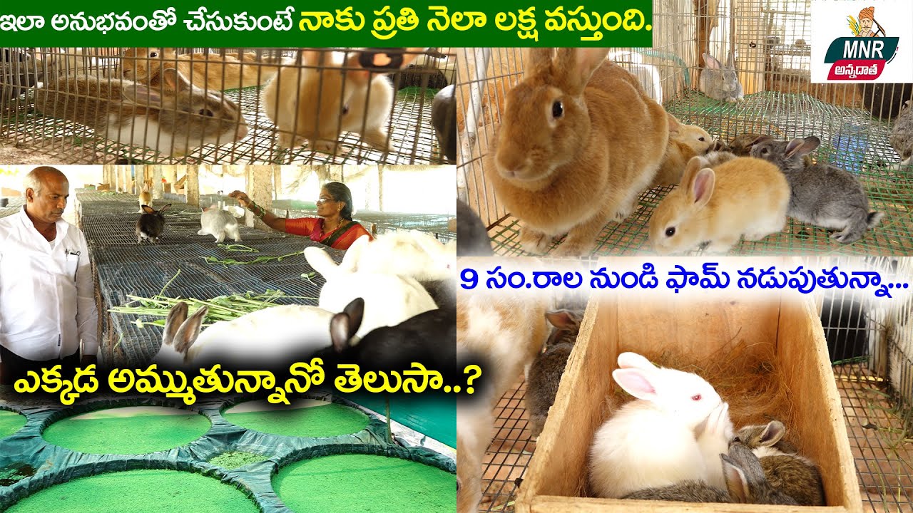 #RabbitFarming | కుందేళ్ళ పెంపకం | Farmer Earns Huge Profits With Rabbit Farming | MNR Annadatha