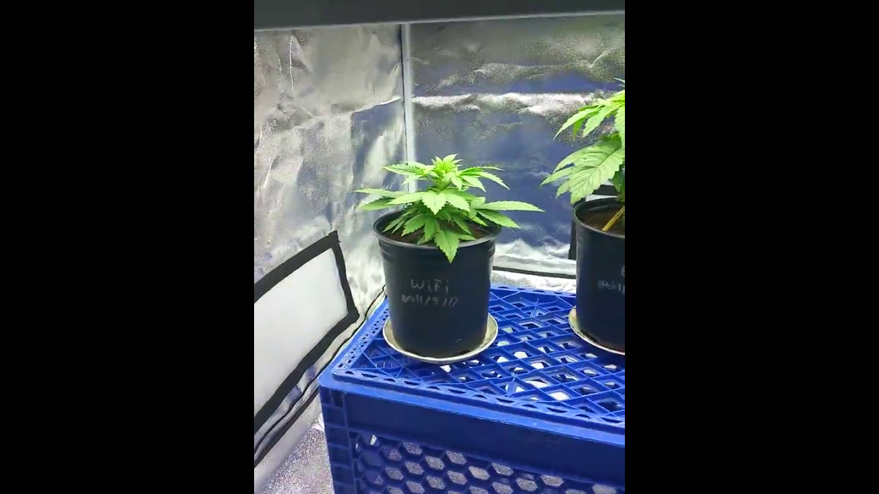 How to grow organic marijuana part 1