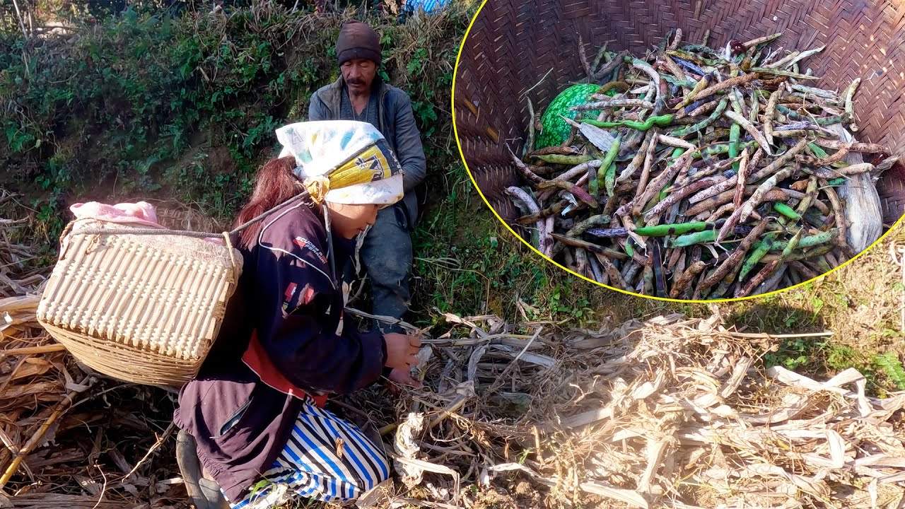 Anita working with father in law in farmland@Manjitamrnati