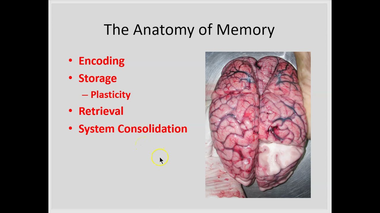 Anatomy of Memory part 1- Encoding, storage, retrieval