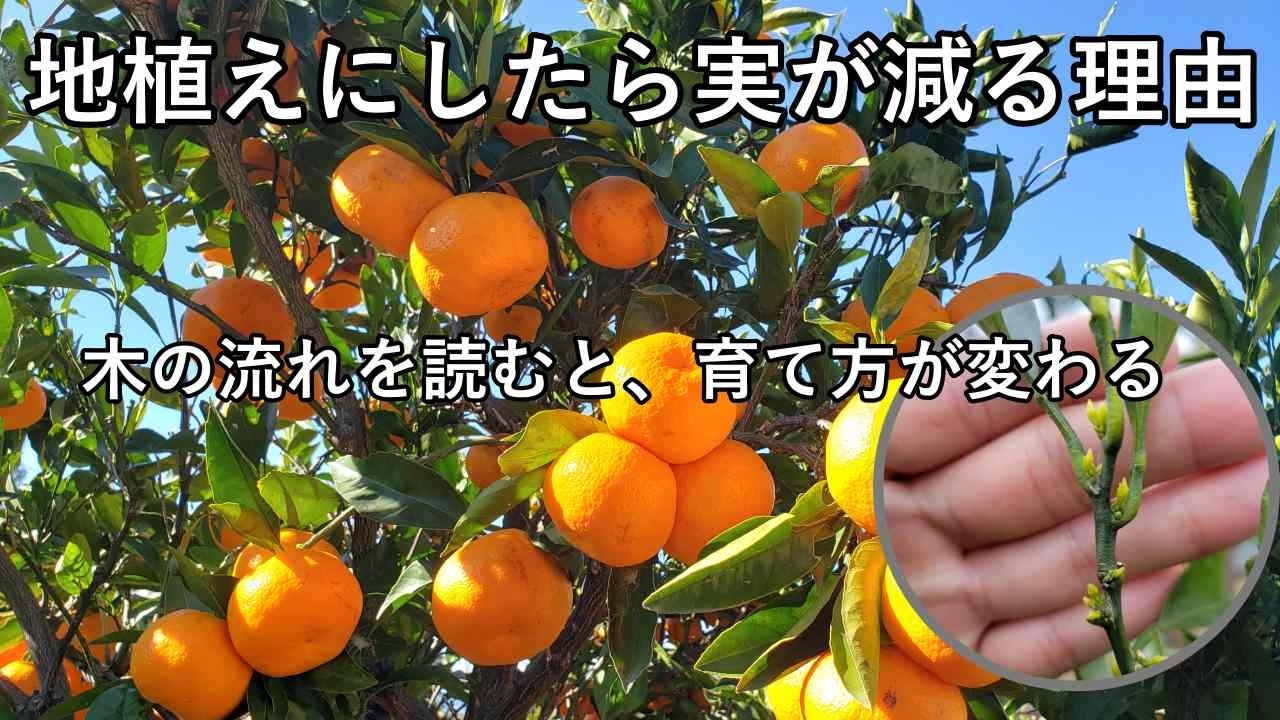 レモン・みかん・柚子が「地植えで実がつかない理由