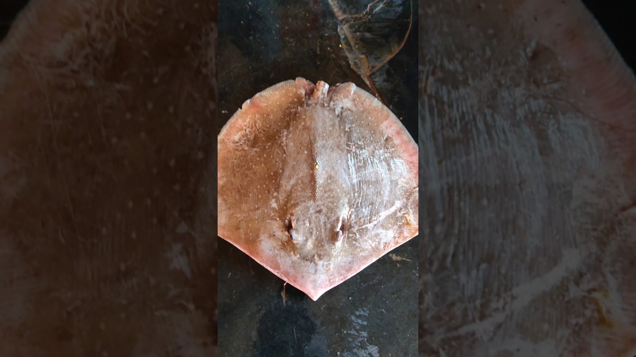 Interesting Information About Stingray (Pakat) Fish|#shorts