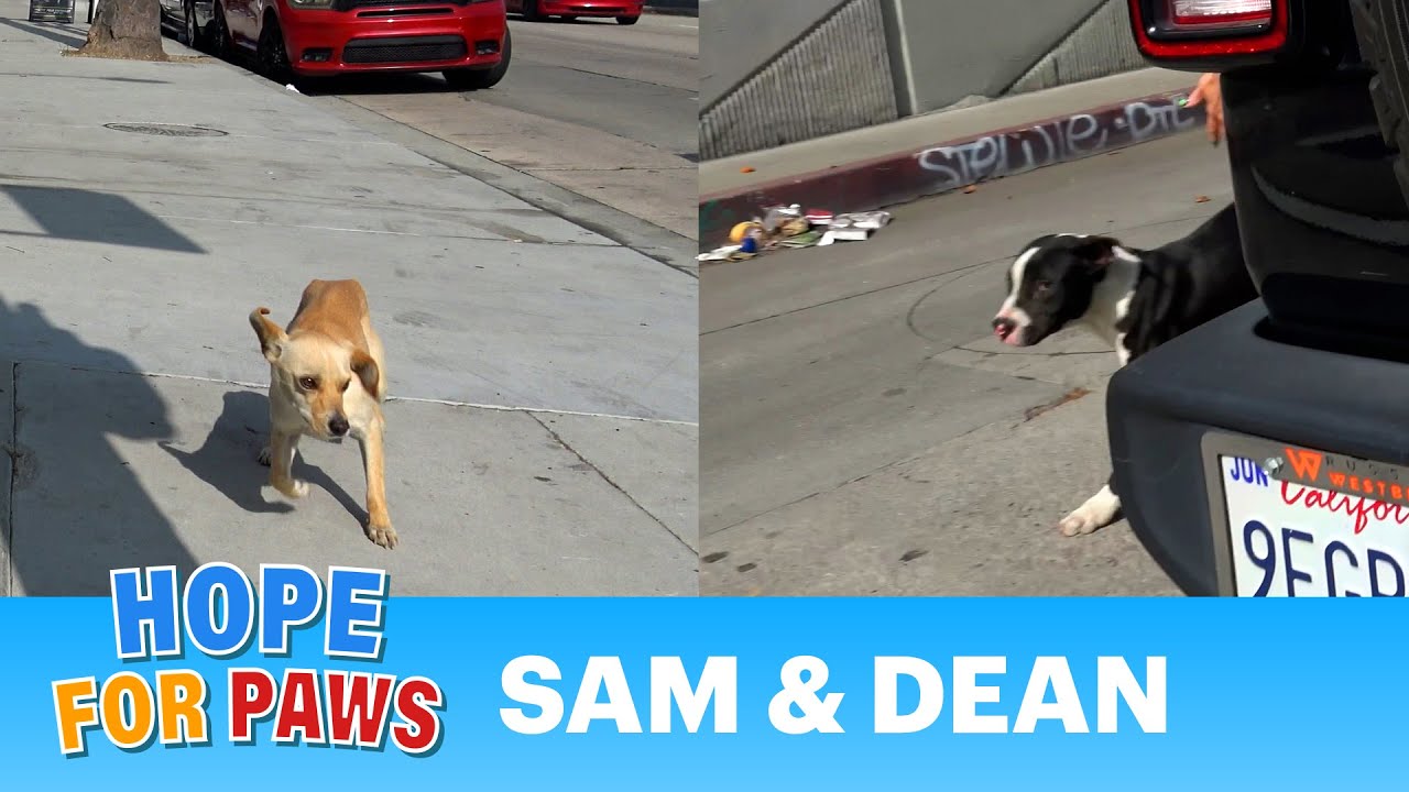 Two dogs on a busy road get rescued just in time! 🐶🚘🐶🛻