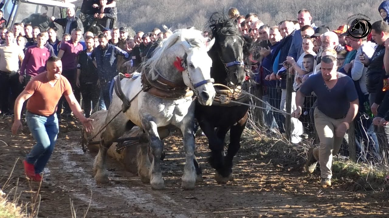 - MEŠIĆI SA ORKANOM I SOKOLOM PREORAO MELINU I SLAVIO POBJEDU U SREDNJOJ -