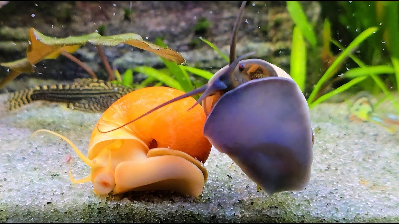 🐌Mystery Snailmates🐌