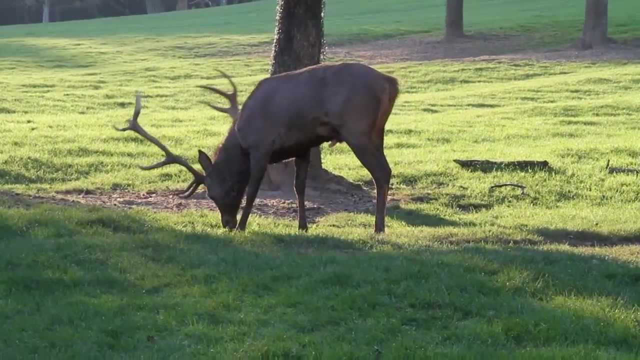 Hirschbrunft live