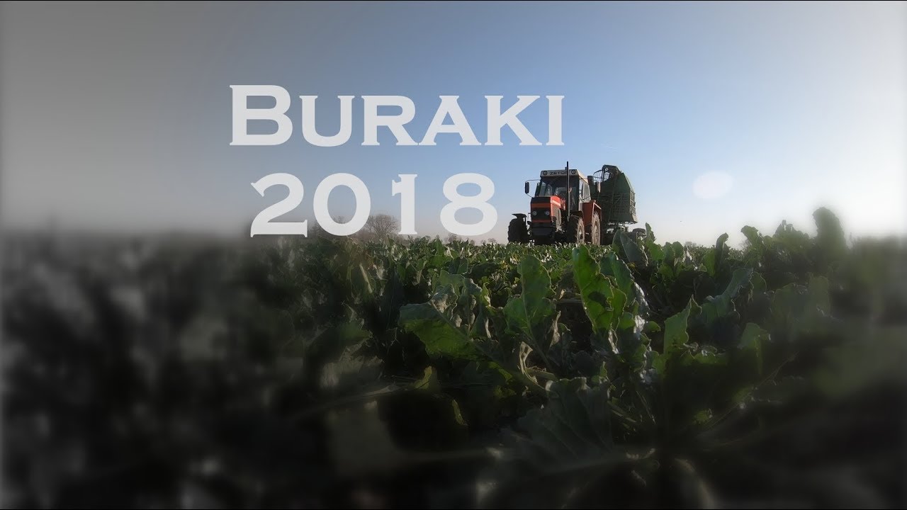 Kampania buraczana 2018 .:FINAŁ:.! Stoll V202 + Zetor 8145