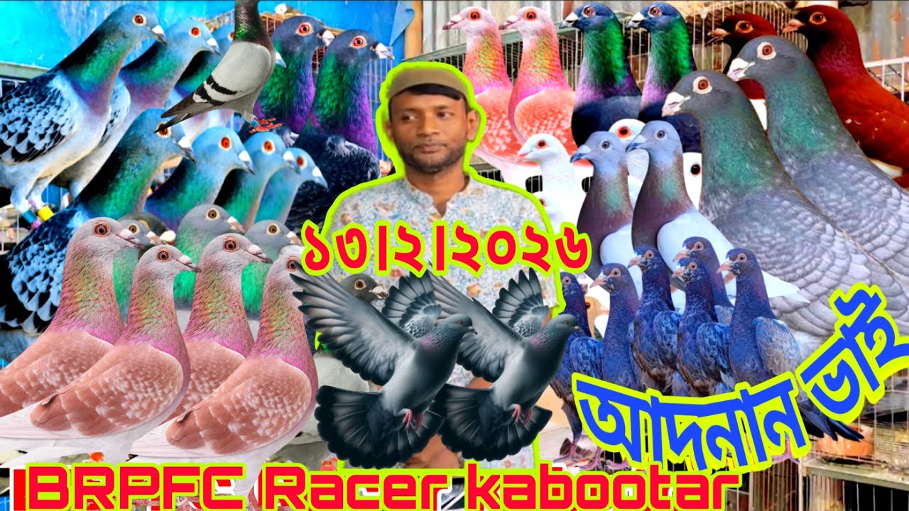 মাত্র ২৫০ টাকা পিস কবুতর কিনুন।। মাত্র ৩০০ টাকা পিস কবুতর কিনুন BRPFC Racer kabootar 2026