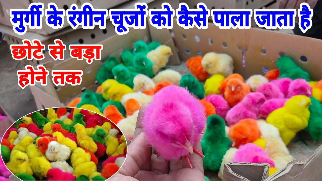 मुर्गी के रंगीन चूजे की देखभाल कैसे करे | how to handle colourful chicken chicks