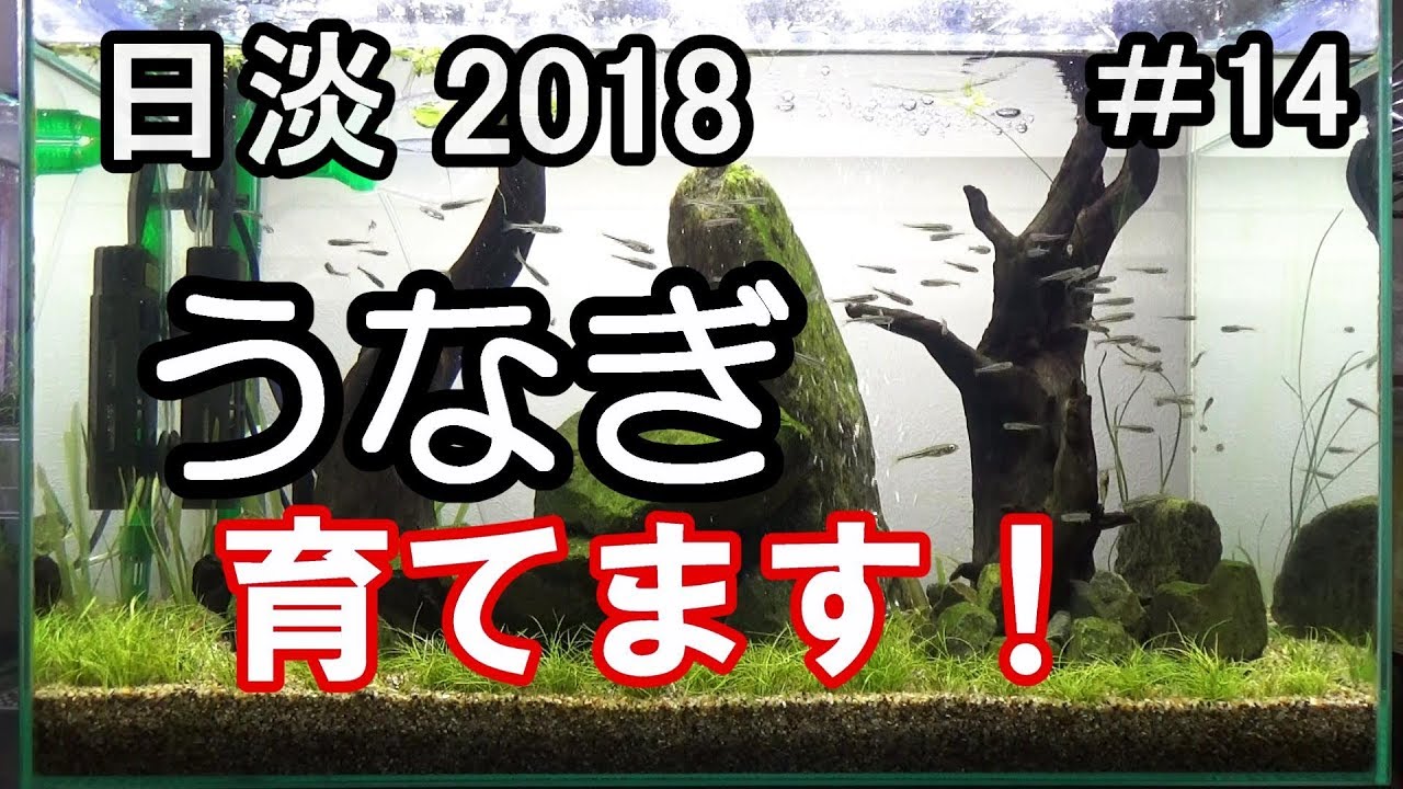 うなぎ水槽立ち上げ！【アクアリウム】