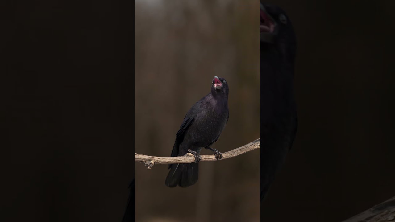 Carrion Crow Animated | Made with Blender