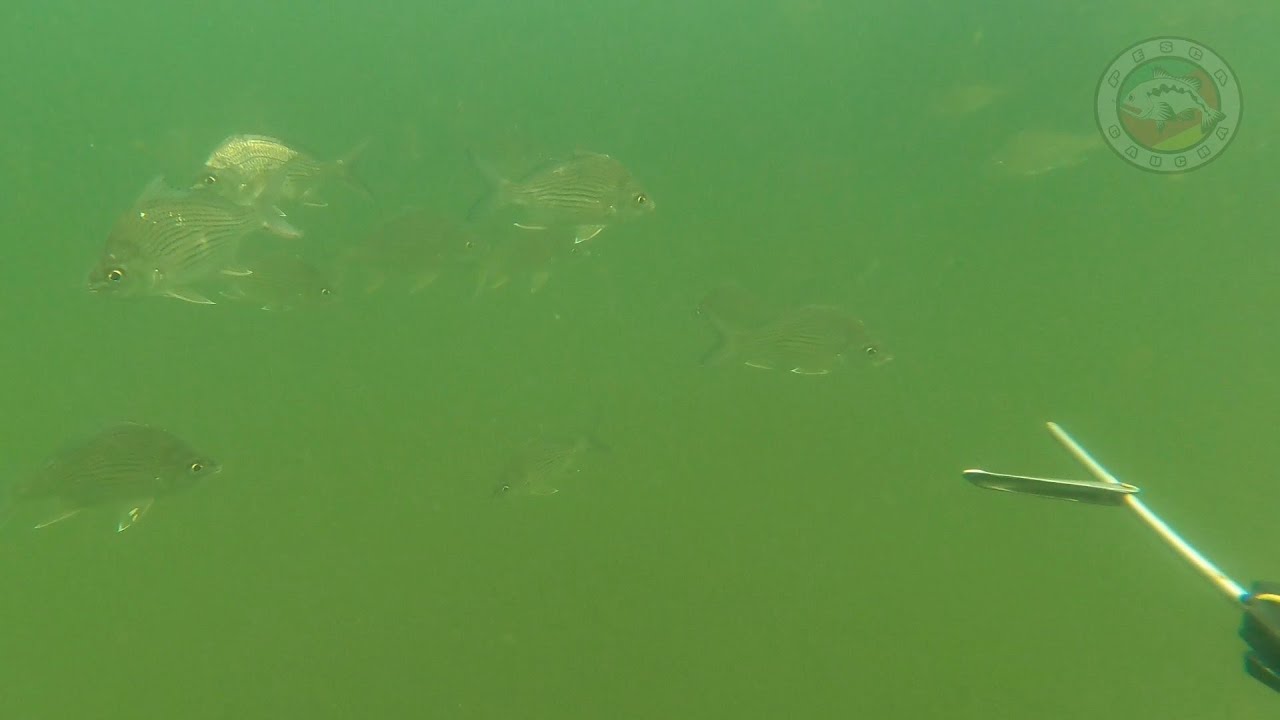 É MUITO PEIXE (CAÇA SUB - BAÍA DE GUANABARA| RJ)