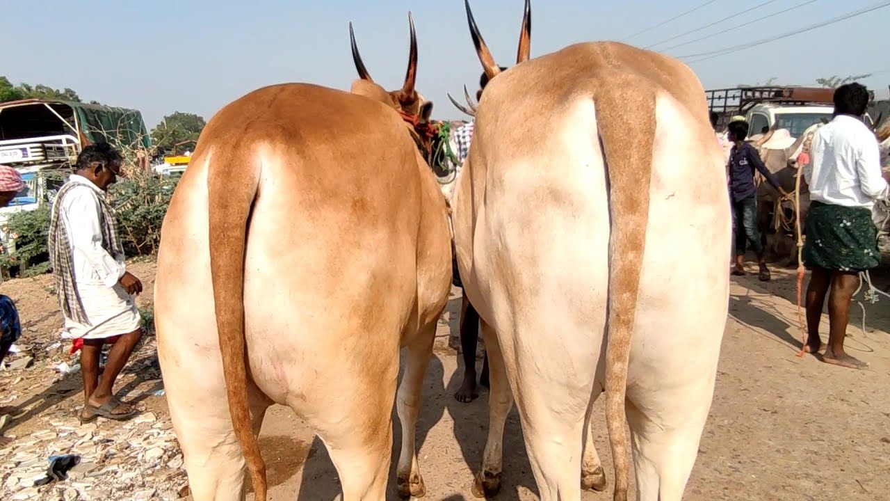 Adoni Bull Market // Super Size Seema Bulls