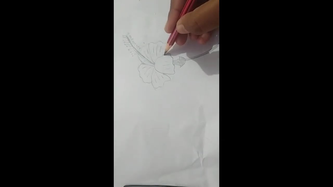 Hibiscus Flower Drawing Step by Step | Easy Pencil Sketch for Beginners