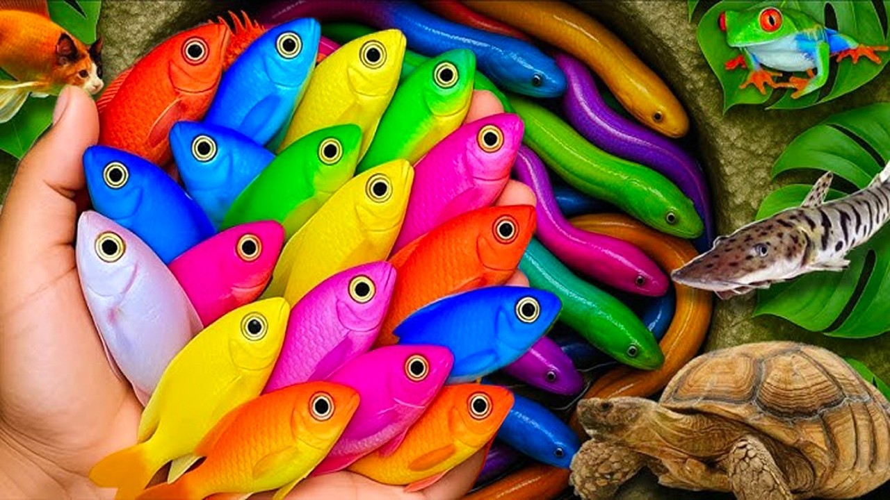 Scoop up these beautiful fish and cute animals: ducklings, giant catfish, turtles, frogs, molly fish
