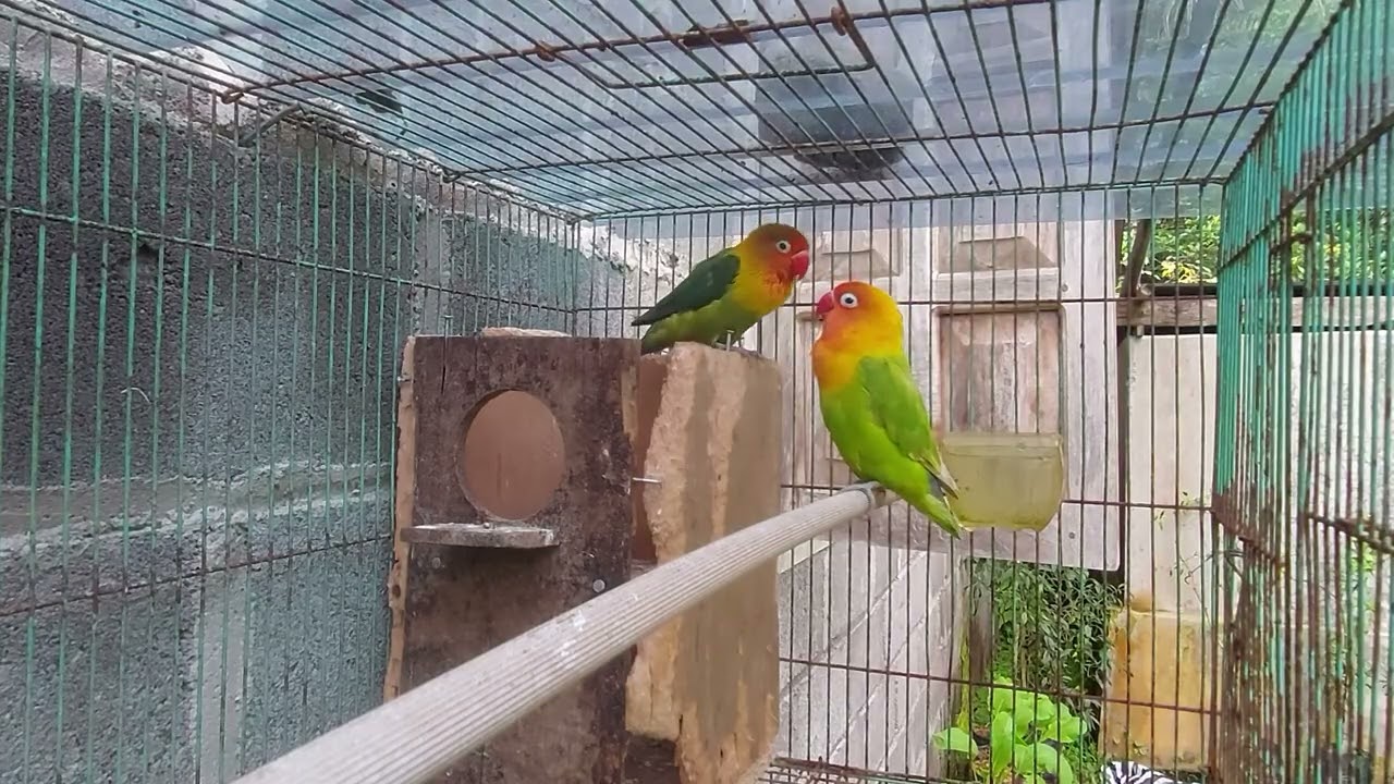 7 MENIT MENGAMATI KEGIATAN BURUNG LOVE BIRD