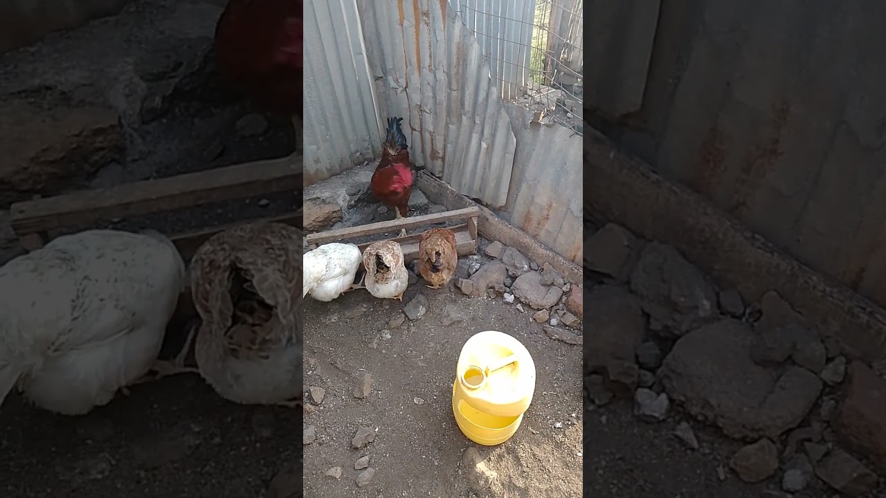 Feeding time