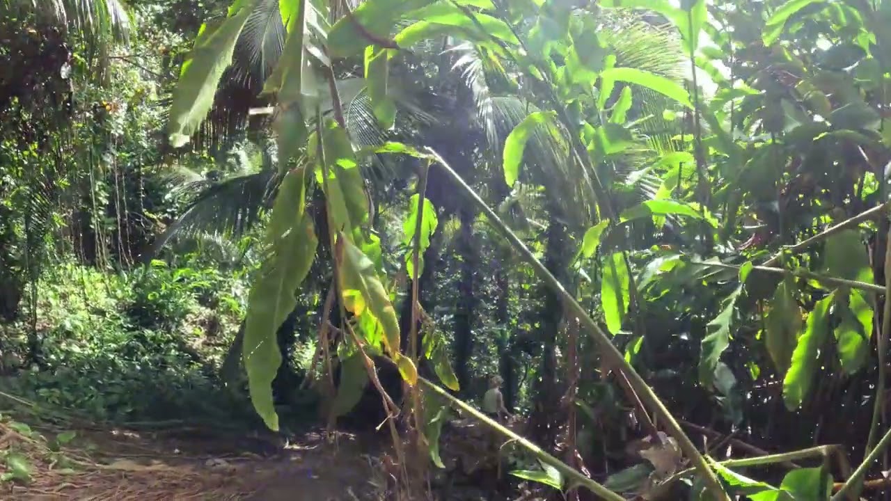 Le saut de la lézarde de Petit Boug en Guadeloupe