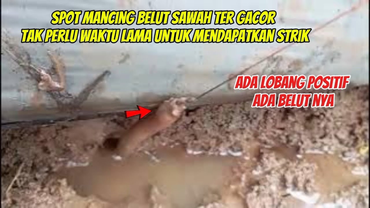 SPOT MANCING BELUT SAWAH GACOR‼️TAK PERLU LAMA UNTUK MENDAPATKAN STRIK BELUT KUNIANG