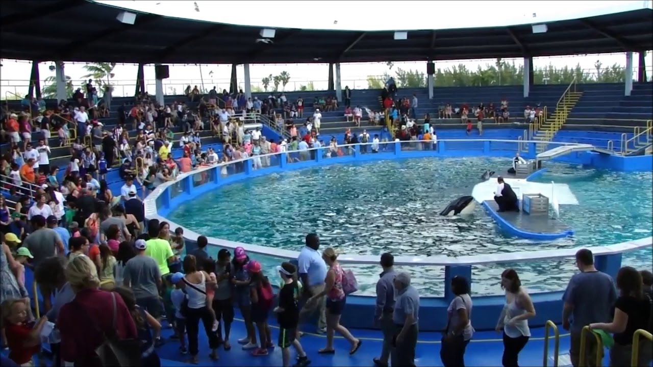Lolita die traurigste Orca Dame der Welt