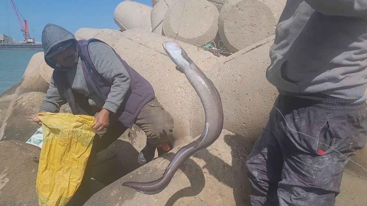 سمك سنور