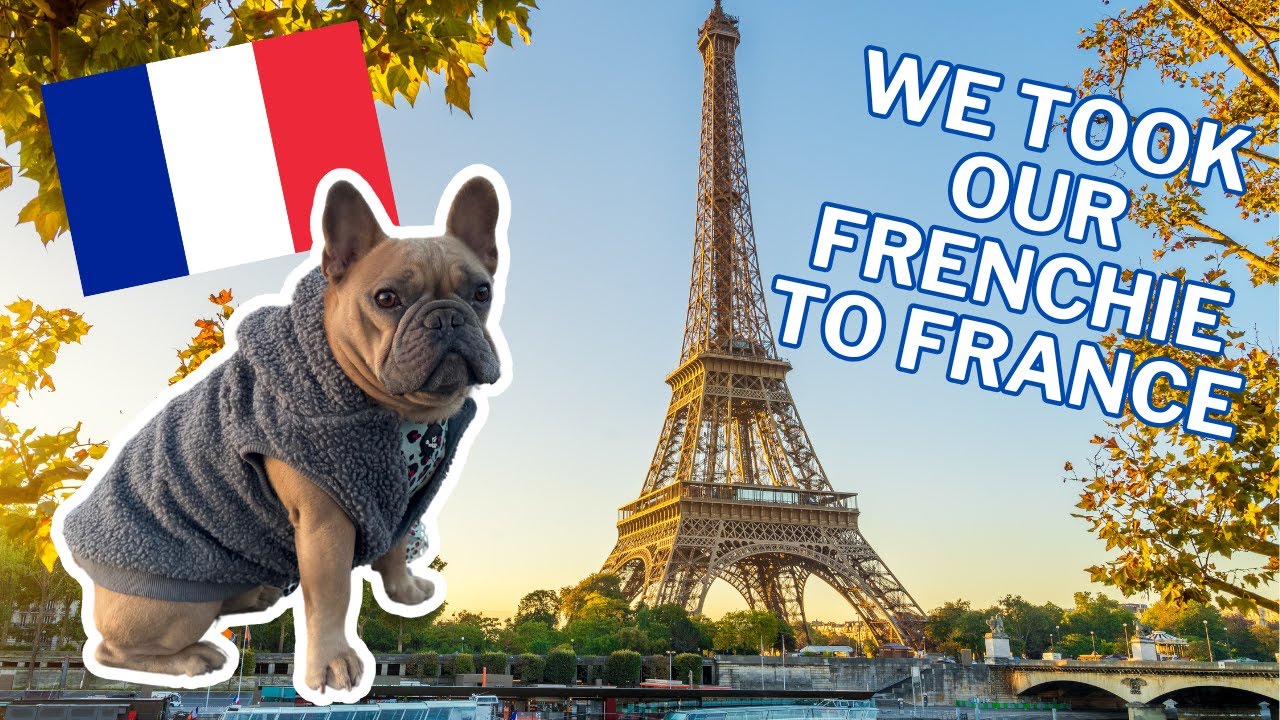 We Took Our French Bulldog To France! | Paris Dog Travel Vlog