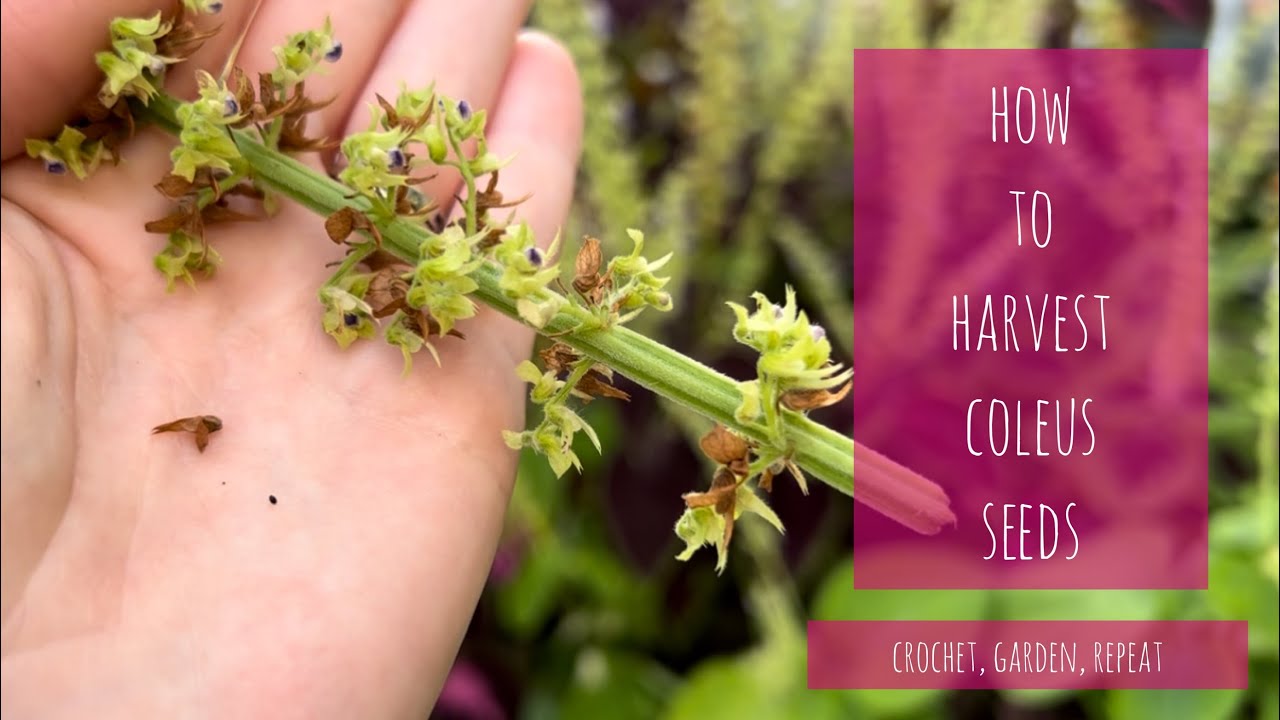 How to Harvest Coleus Seeds 🌱 Crochet, Garden, Repeat