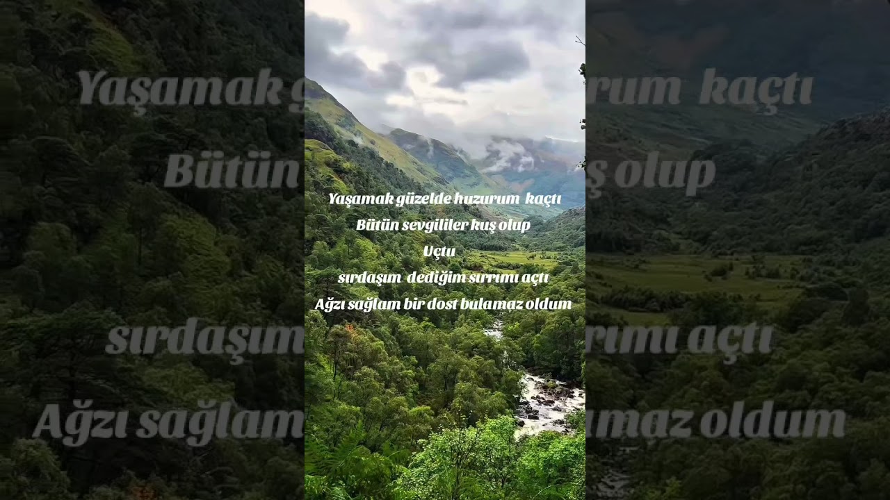 Gül Ahmet yiğit  bilemez oldum