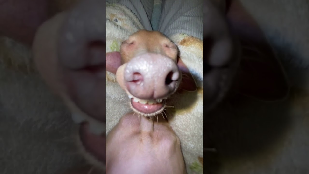 Cachorro dormindo roncando 