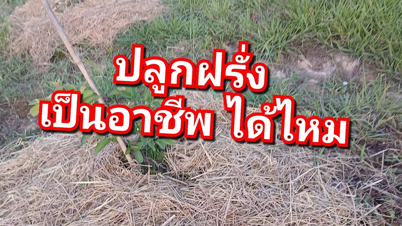 ปลูกฝรั่งดีไหม