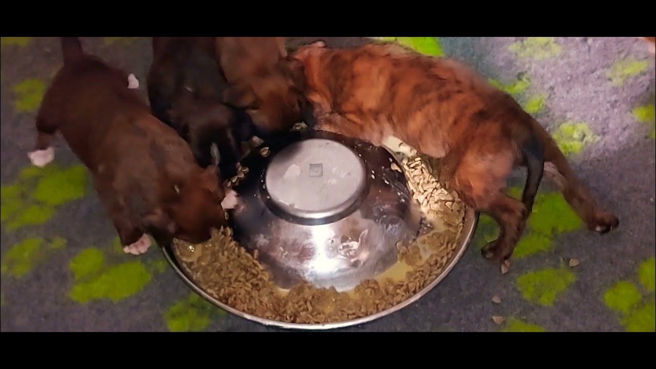 Prv&yacute;kr&aacute;t m&aacute;me granule (Royal Canin - starter)
