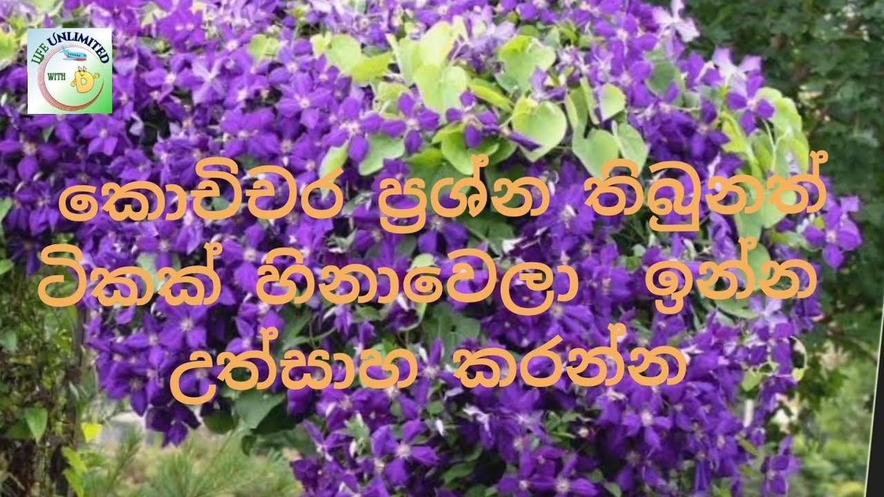 🔴  පොඩි වෙලාවකට හරි ප්‍රශ්න අමතක කරලා සතුටින් ඉන්න 🥰