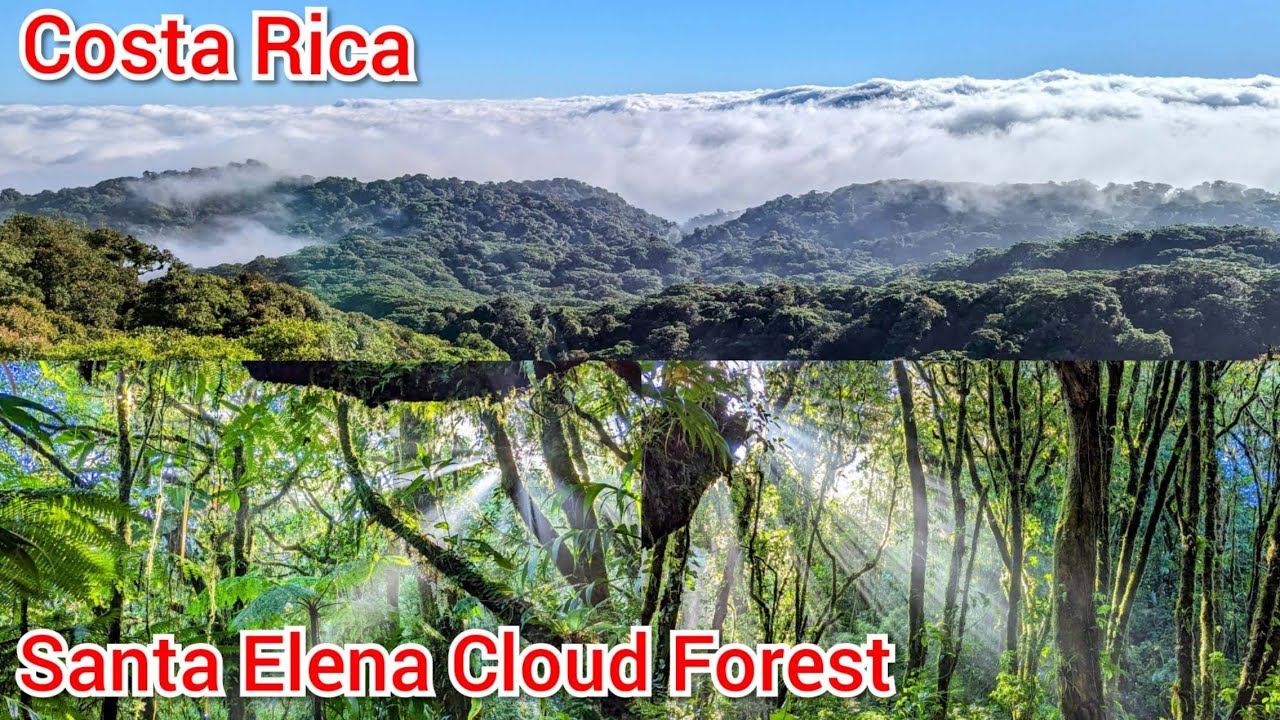 Into the Clouds: A Fairytale Hike in Santa Elena Cloud Forest Costa Rica