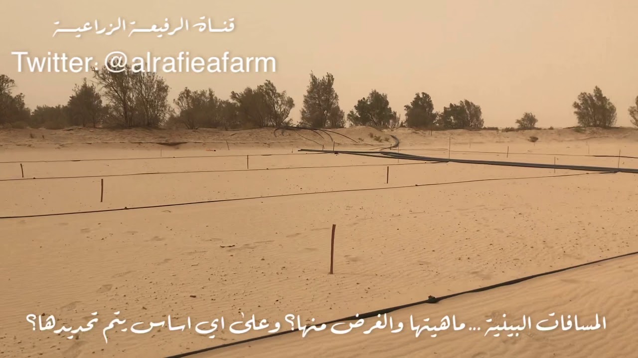 المسافات البينية بين الأشجار والنخيل
