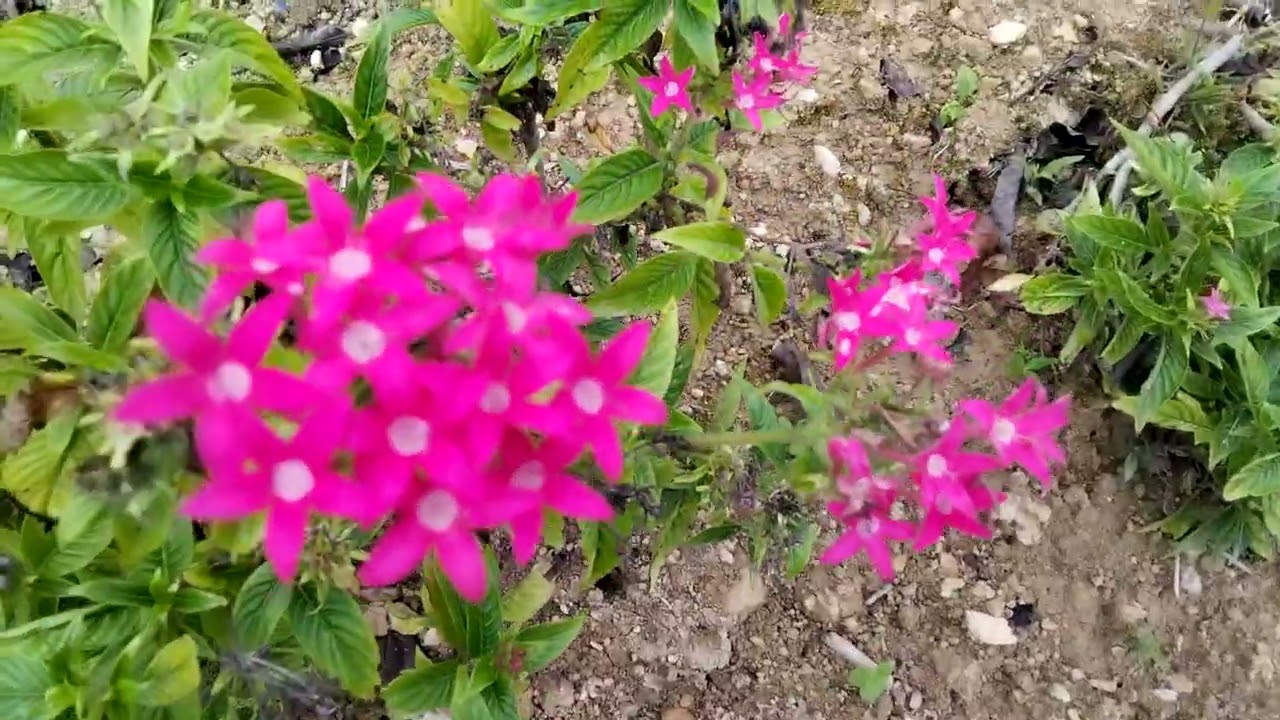 HELLO EVERYONE SAMAHAN NYO AKO SA NEW UPLOAD MAGANDANG TANAWIN DTO LANG PO SA STRAWBERRY FARM 🍓🥰🥰