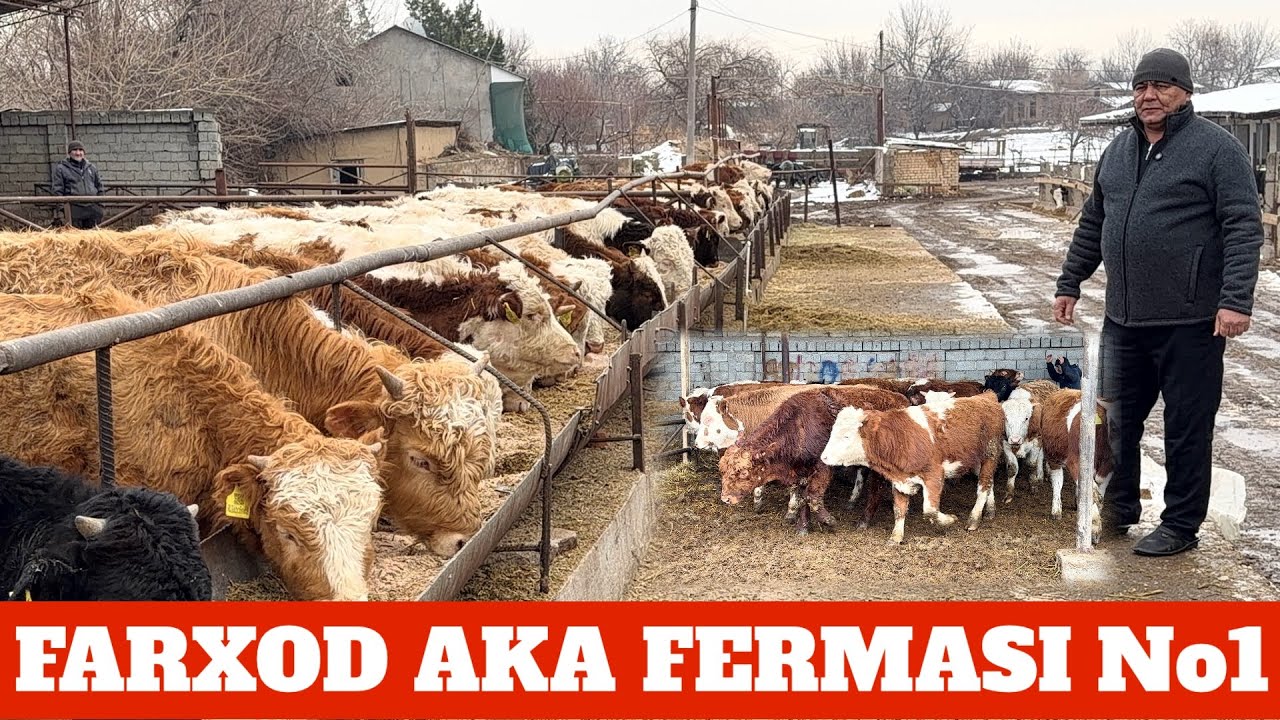 FARXOD AKA FERMASI SIMENTAL BUQACHALA TENG NARXIDAN ARZONIGA SOTILADI