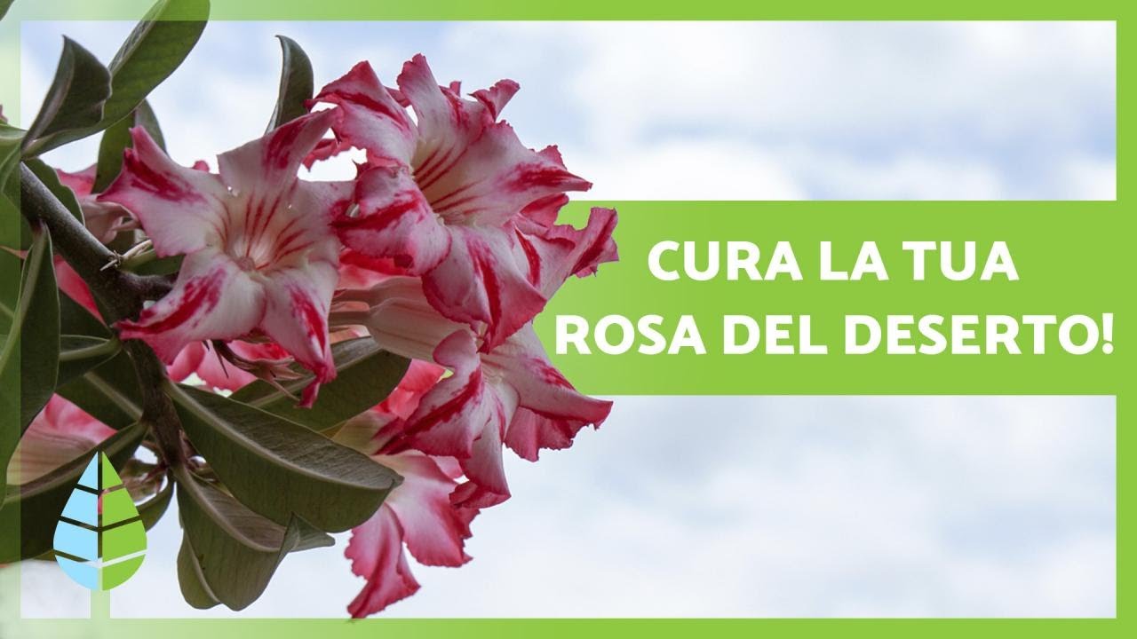 Prendersi CURA della ROSA del DESERTO 🌺 Irrigazione, Substrato e molto altro! 💦