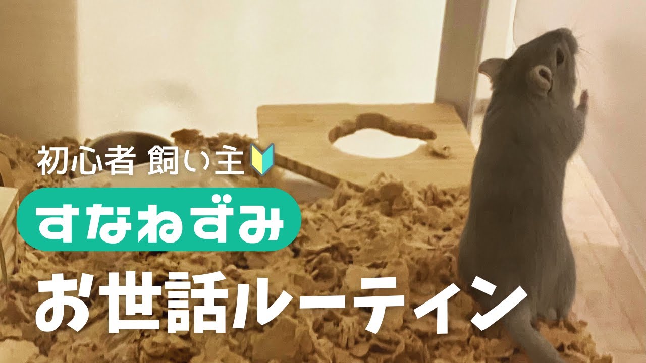 すなねずみの暮らし｜お世話vlog #01｜Gerbil daily care