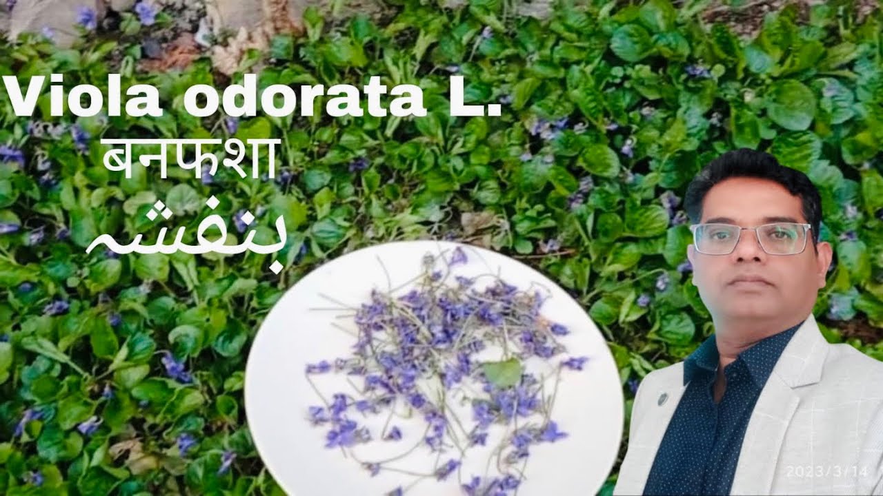 बनफ्शा | Viola odorata L.  I بنفشہ
