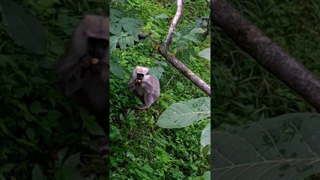 #nandadevinationalpark #animallover #jungle #nature #silk monkey 🐒 #chassingfood