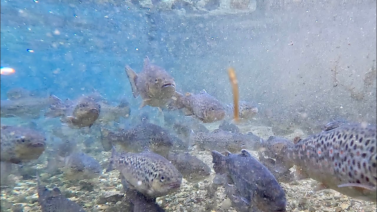 Pisciculture - truites farios 2 ans
