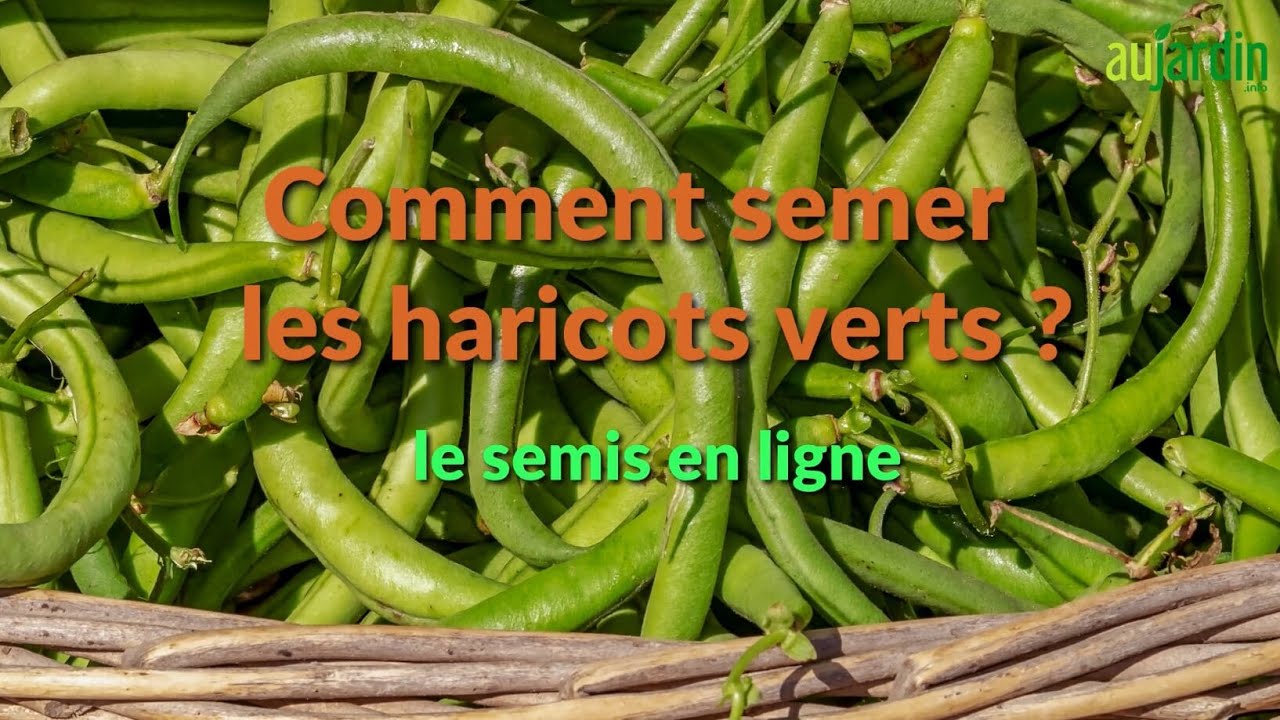 HARICOTS VERTS, le SECRET d'un SEMIS RÉUSSI pour une RÉCOLTE ABONDANTE en 2 MOIS !
