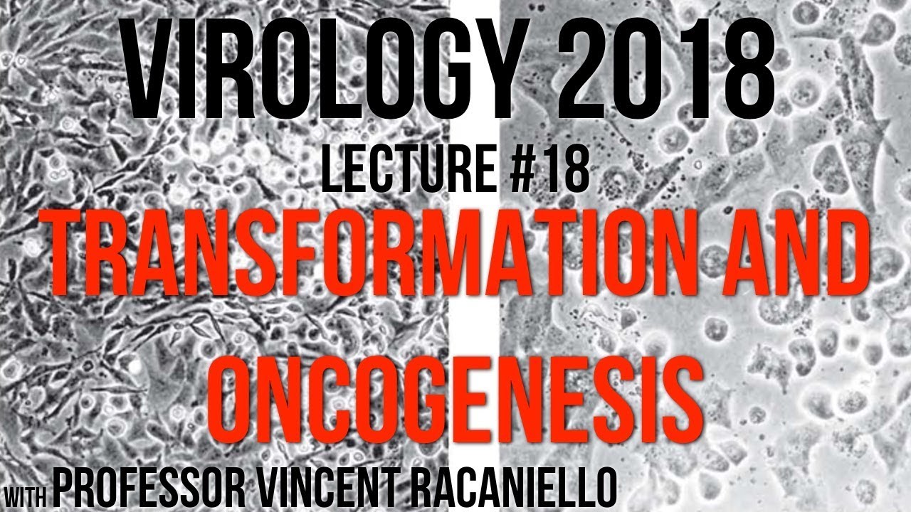 Virology Lectures 2018 #18: Transformation and Oncogenesis