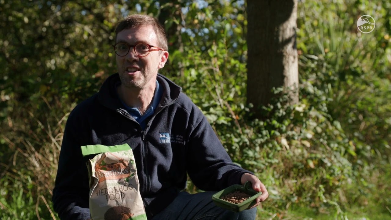 What to Feed Hedgehogs | The RSPB