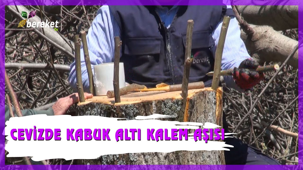 Cevizde Kabuk Altı Kalem Aşısı