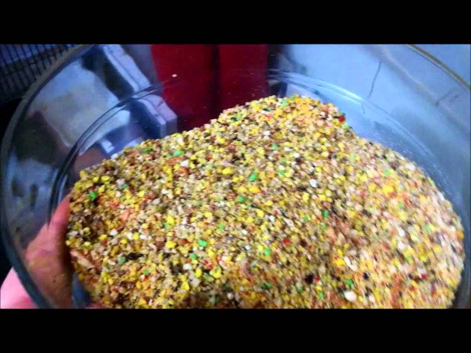 Egg food mix for my masked lovebirds