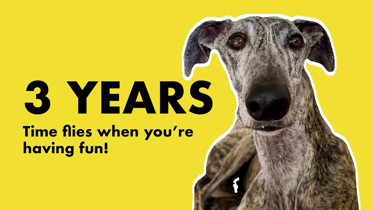 Galgo life, time flies when you're having fun